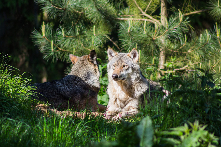 Two wild dogs wolves