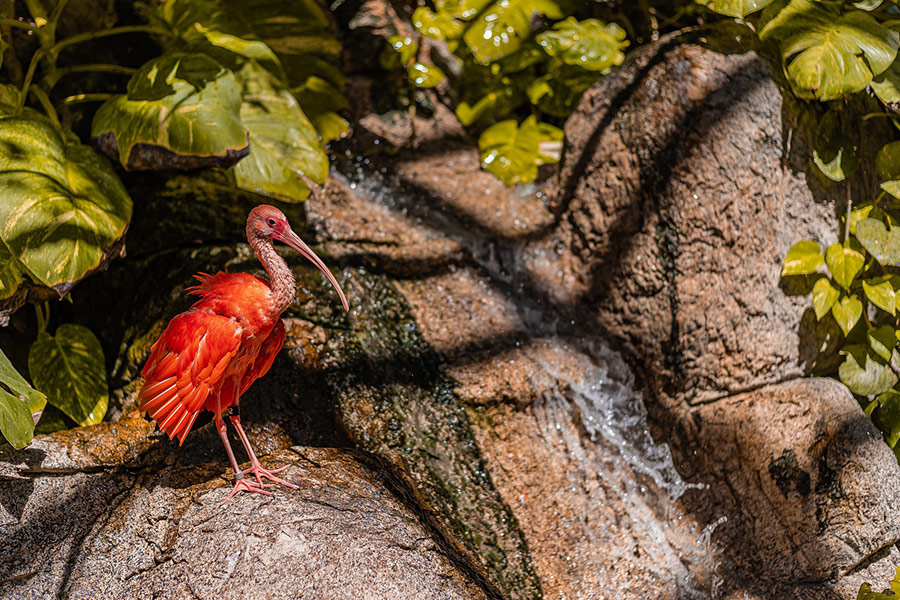 Scarlet ibis zoo