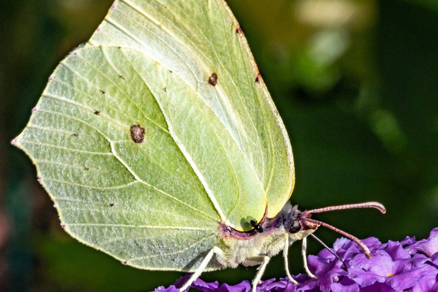 Green butterfly pollination violet flower