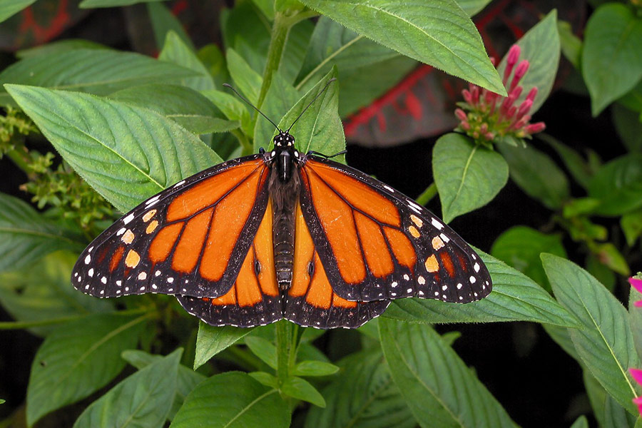 Color orange butterfly insect