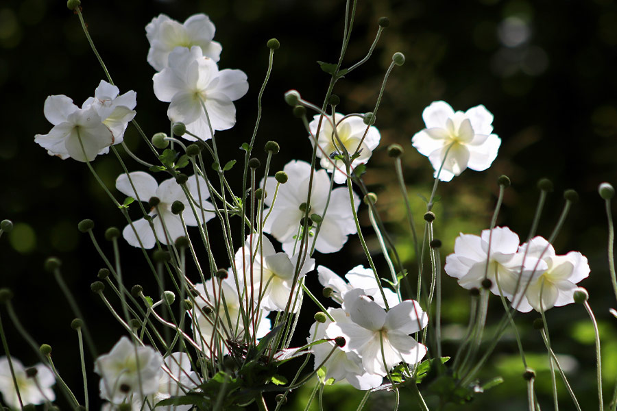 Autumn anemones white flowers