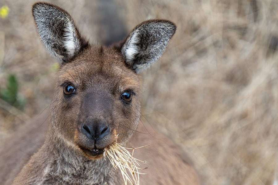 Marsupial kangaroo island