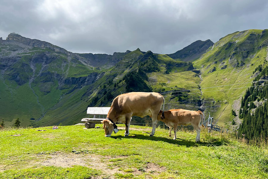 Mother calf in the picture