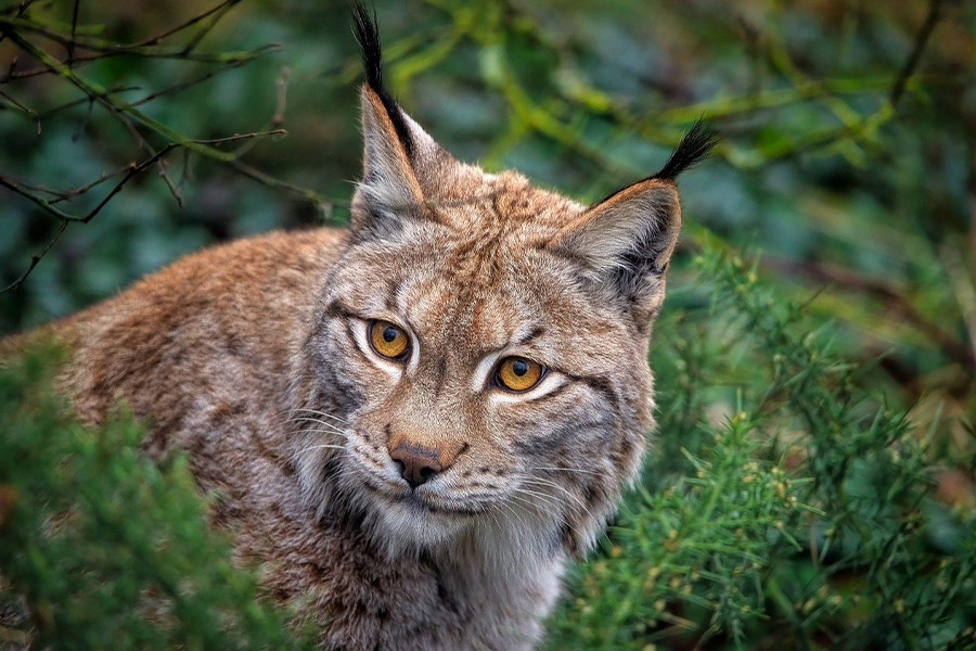 Lynx eurasian feline animal