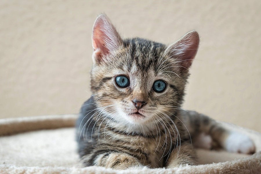 European short hair kitty cat