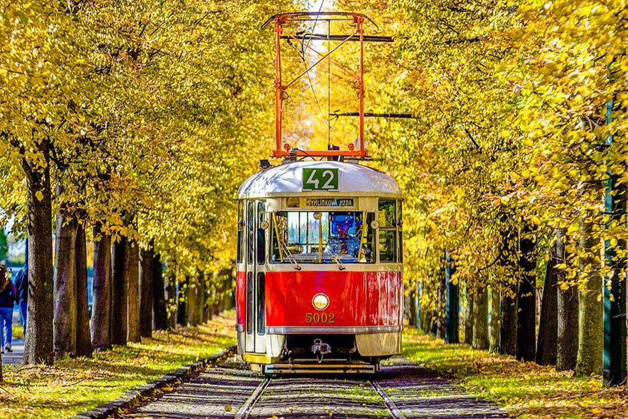 Metro yellow leaves fall