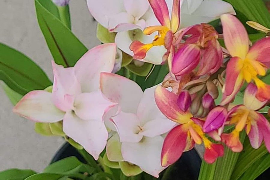White orange orchids