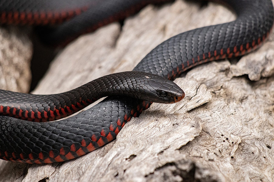 Red bellied black snake