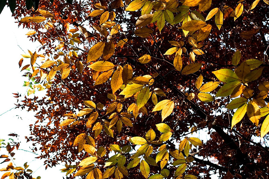 Fall image leaves color autumn