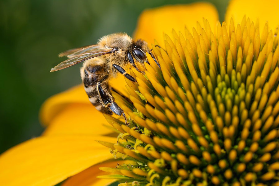 Western honey bee flower pollination