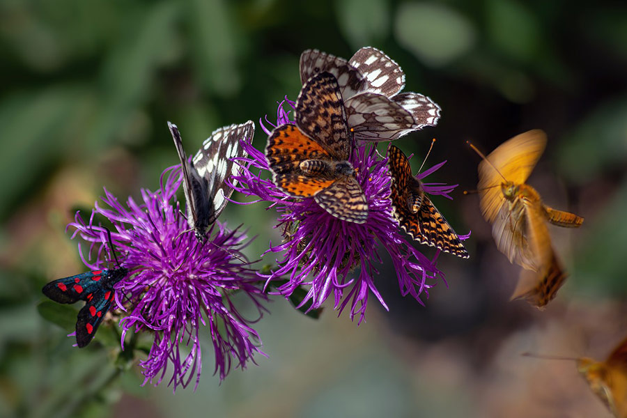 Butterflies flowers pollinate