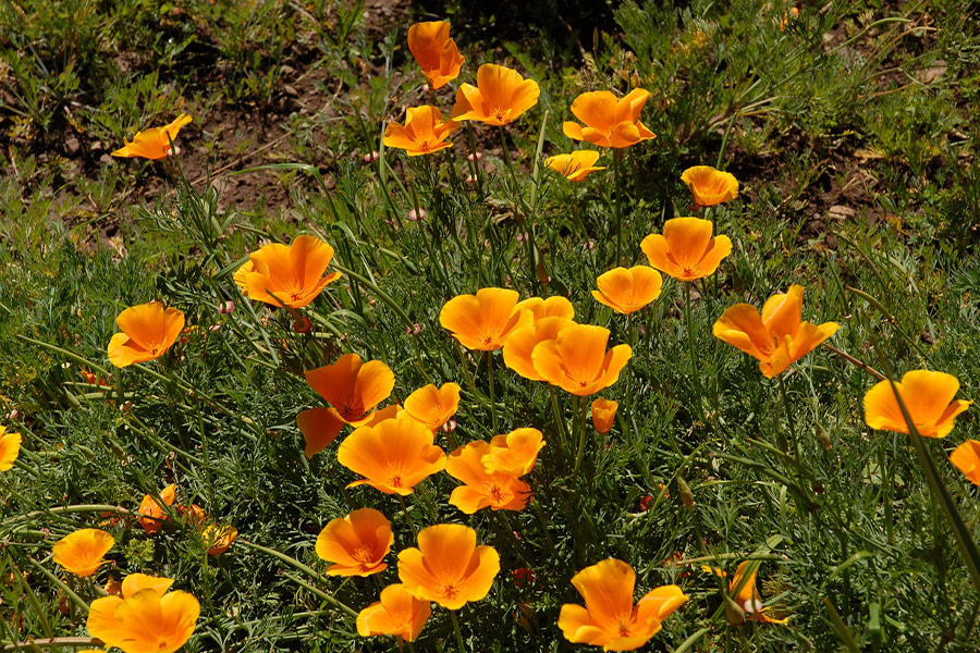 California orange poppy