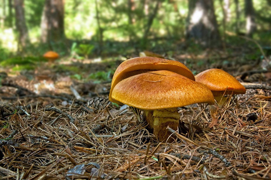 Boletus suillus grevillei mushrooms