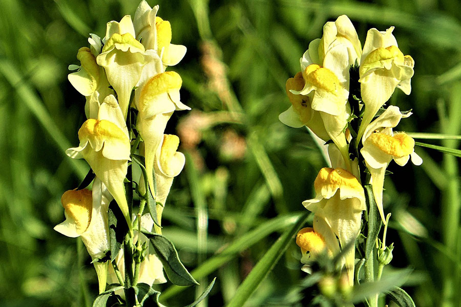 Yellow toadflax wild flower
