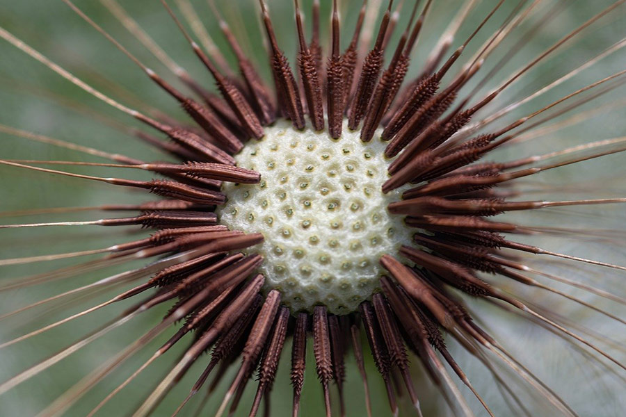 Common dandelion flower