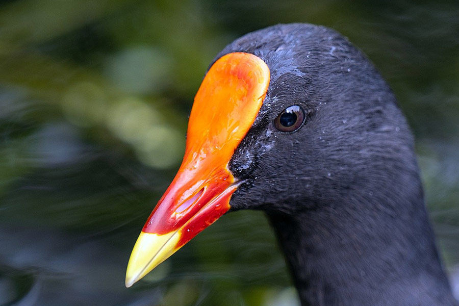 Common moorhen bird