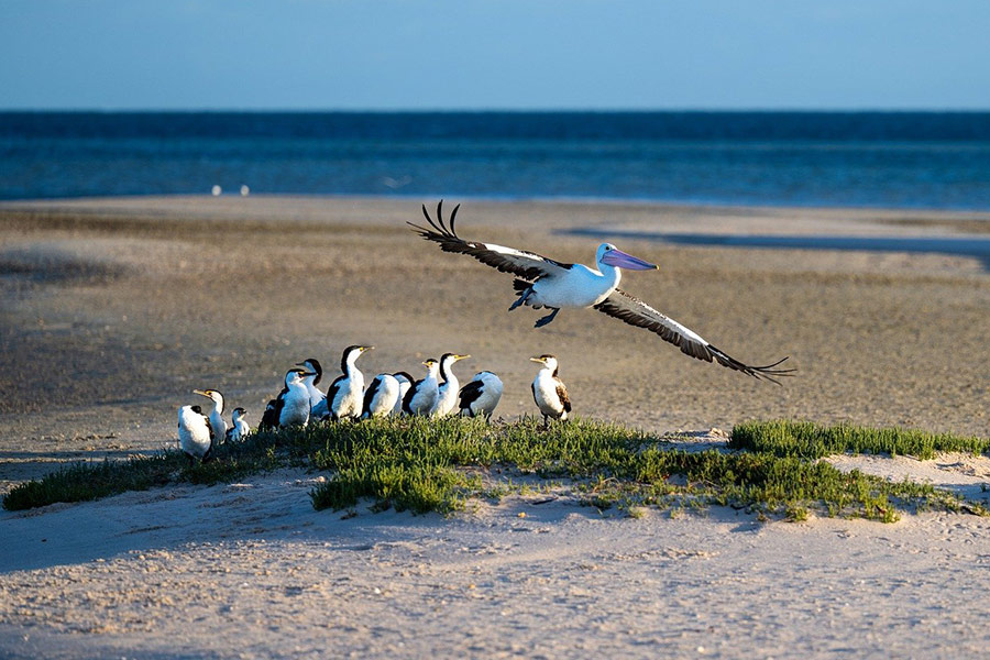 Group Australian pelicans