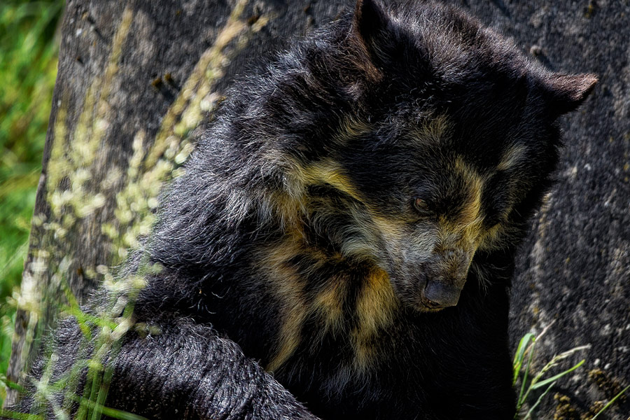 Andean spectacled bear