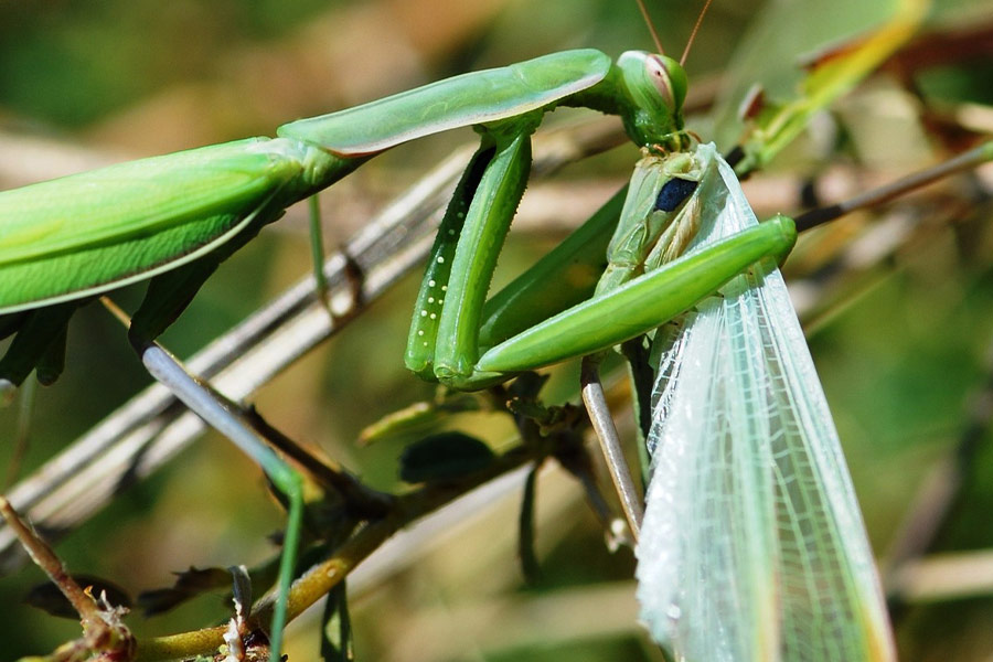 Green mantis eating
