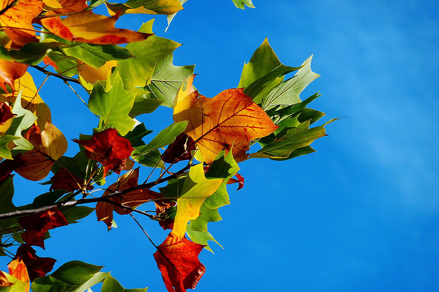 Colorful leaves under blue sky