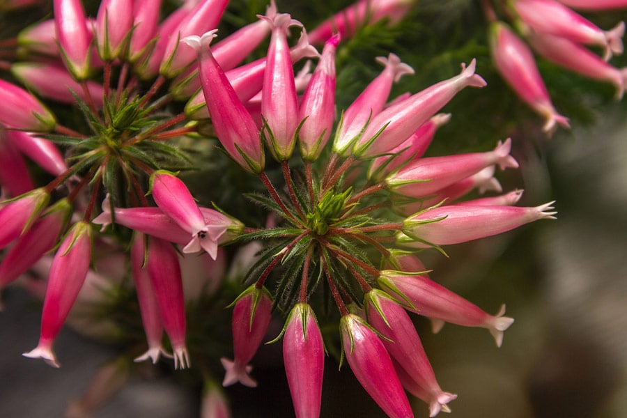 Guard erika wax herbs flowers