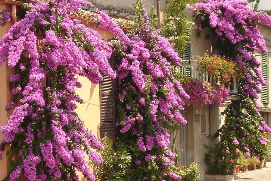 Bougainvillea flowers