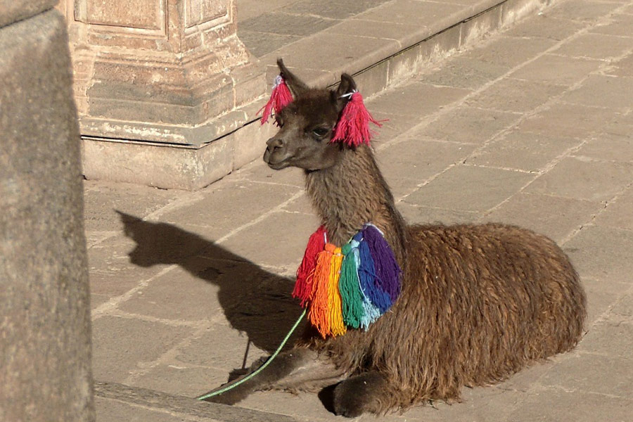 Alpaca Peru Cusco
