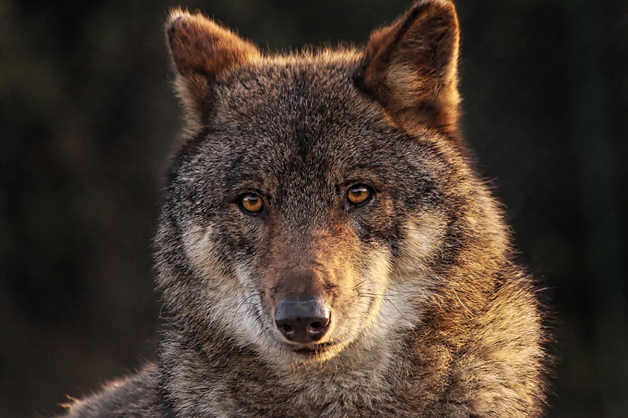 Iberian wolf