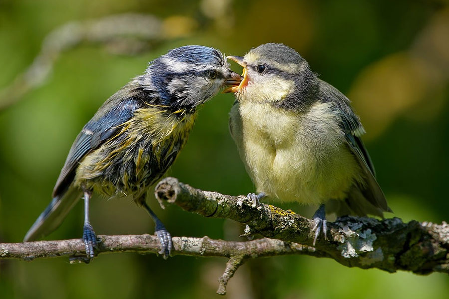 Mama blue tit give food