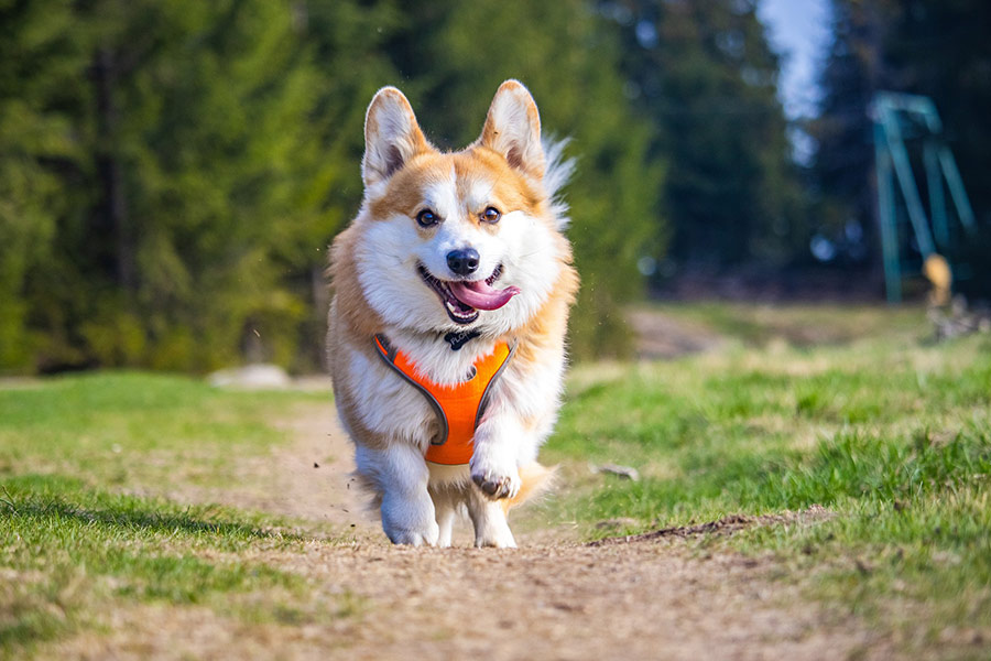 Cute dog in orange clothes