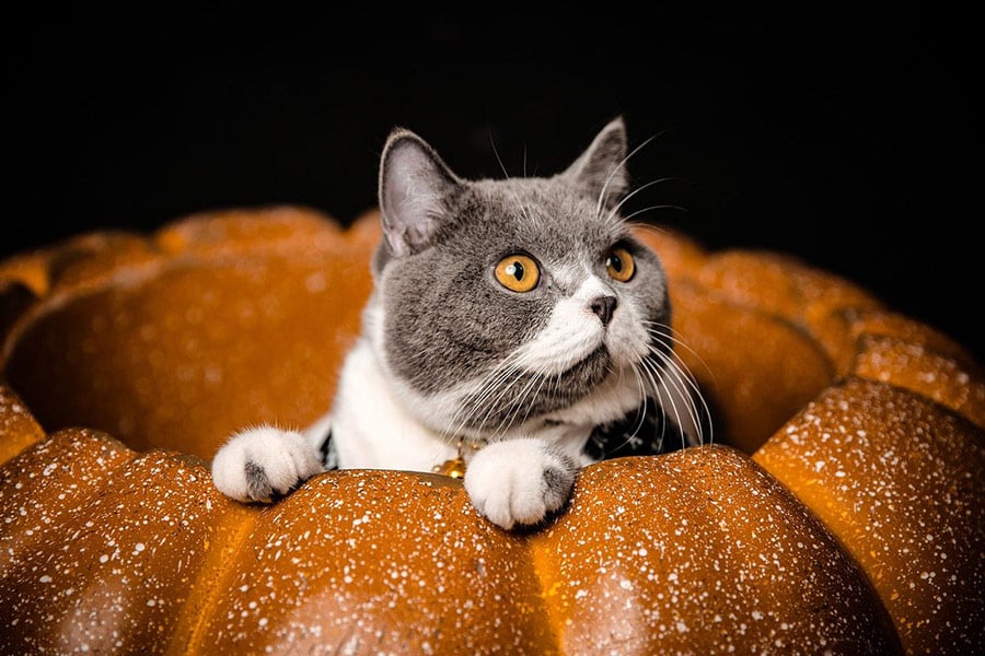 Cat inside pumpkin figure