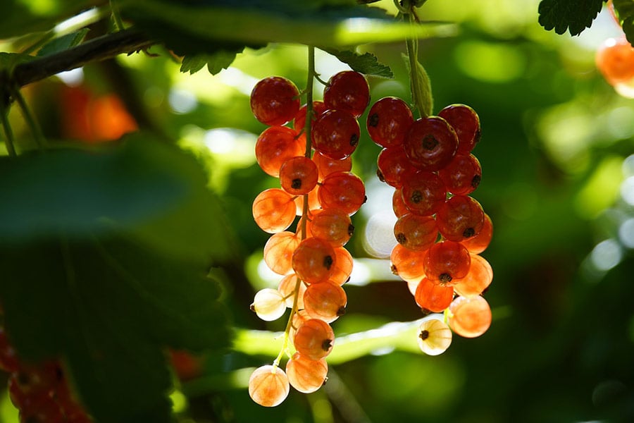 Red currant july summer time