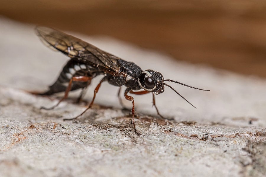 Robberfly compound eyes