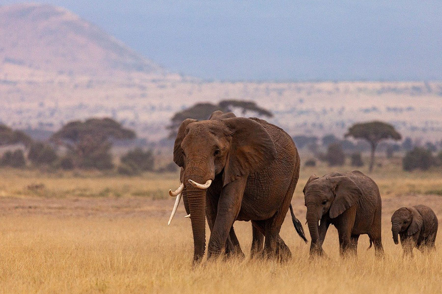 Elephants and family