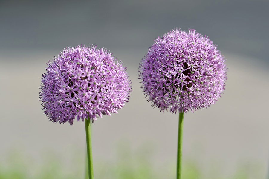 Allium round purple flower