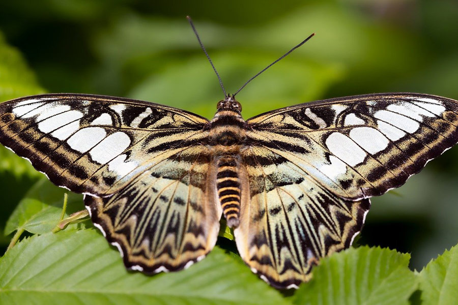 Clipper butterfly