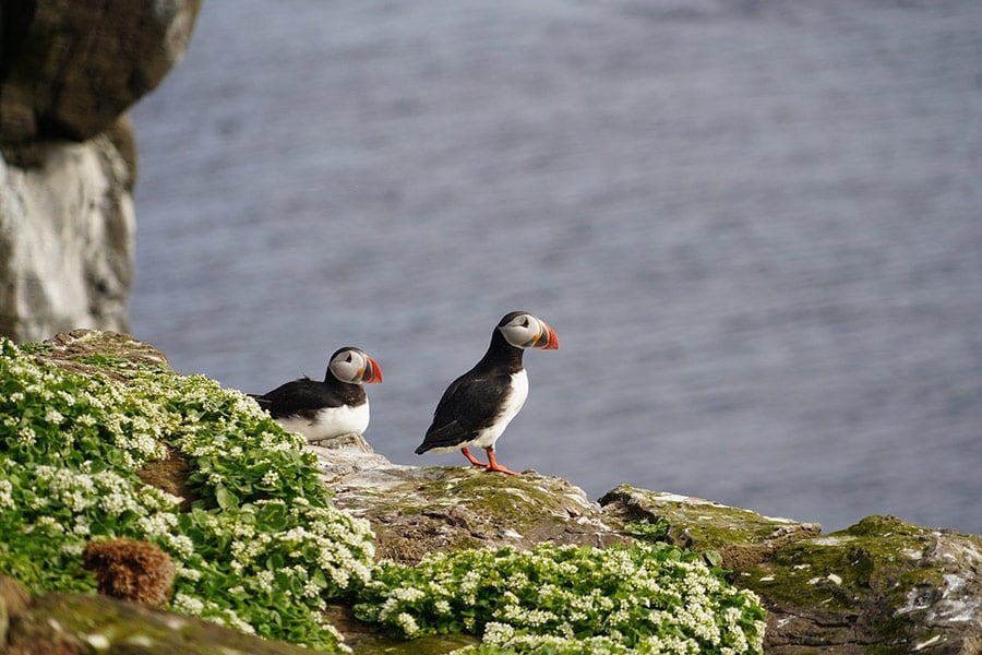Two puffin Birds