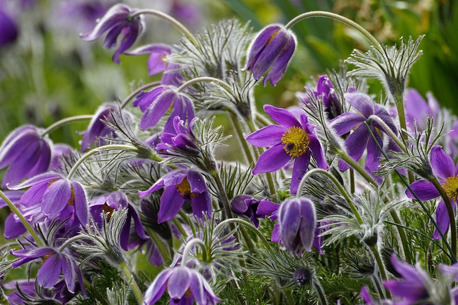 Pulsatilla flowers