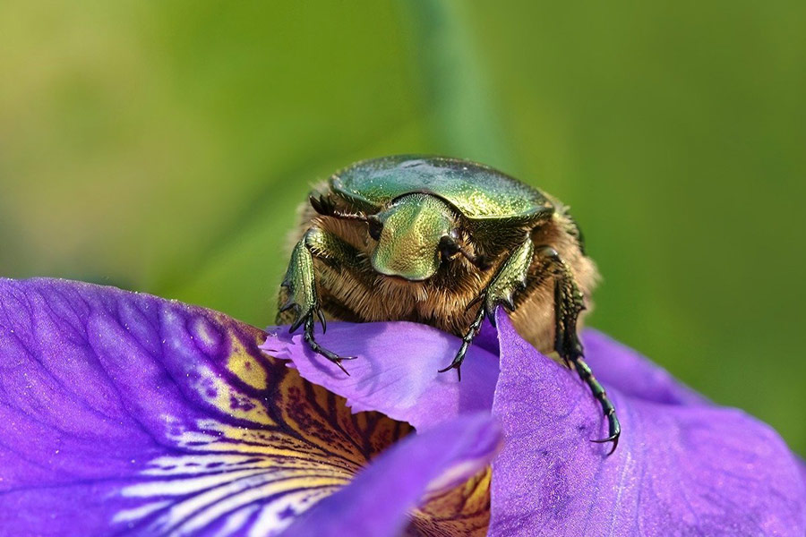 Rose beetle insect