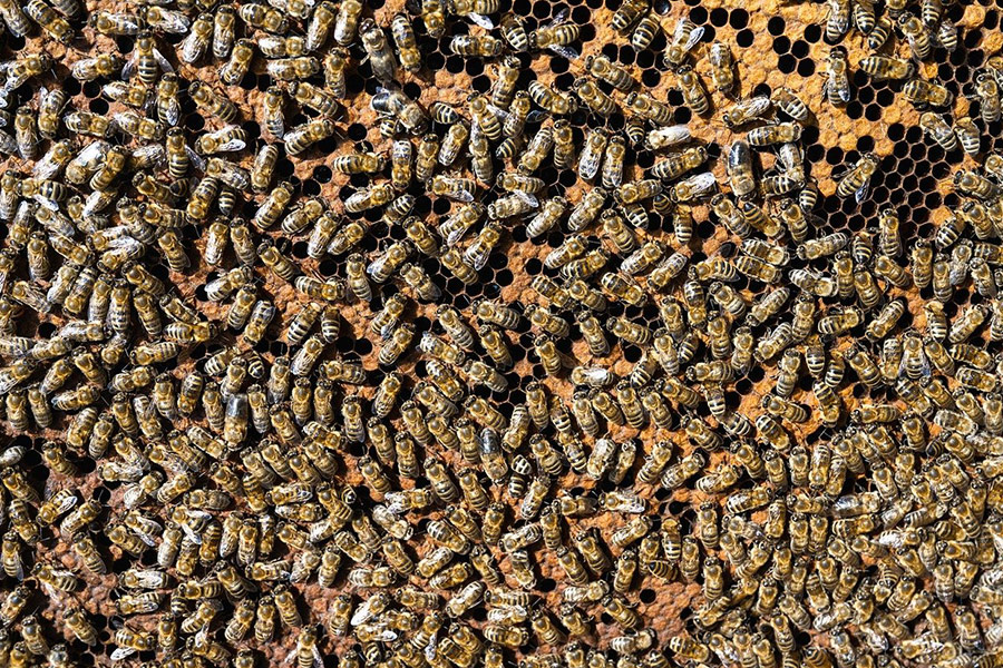 Europian honey bees insects