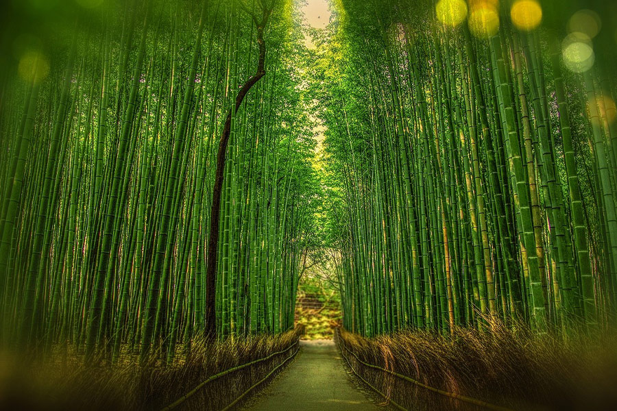 Kyoto Japan bamboo