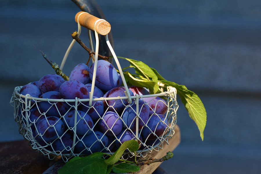 Fruit basket plums
