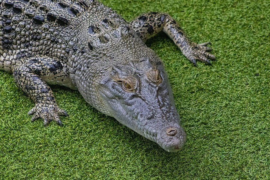 Crocodylus porosus crocodile animal