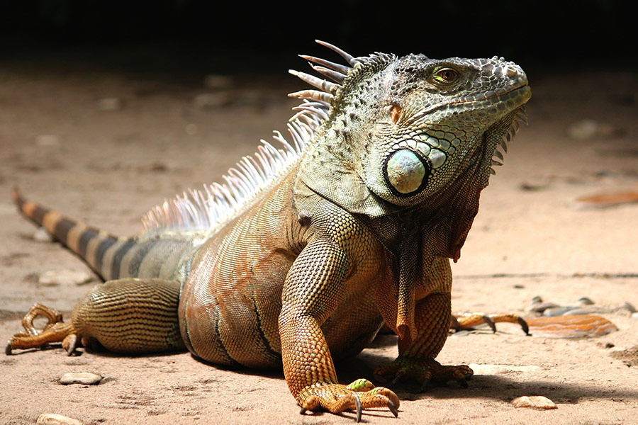 Fat big iguana