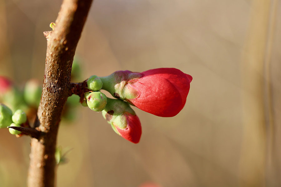 Japanese quince
