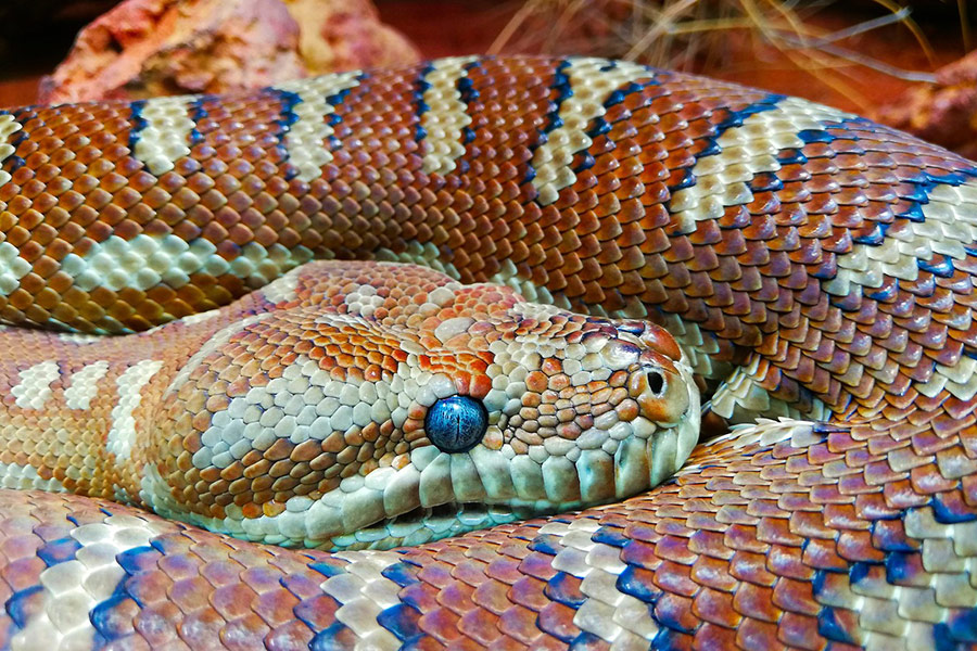 Orange scales snake phython
