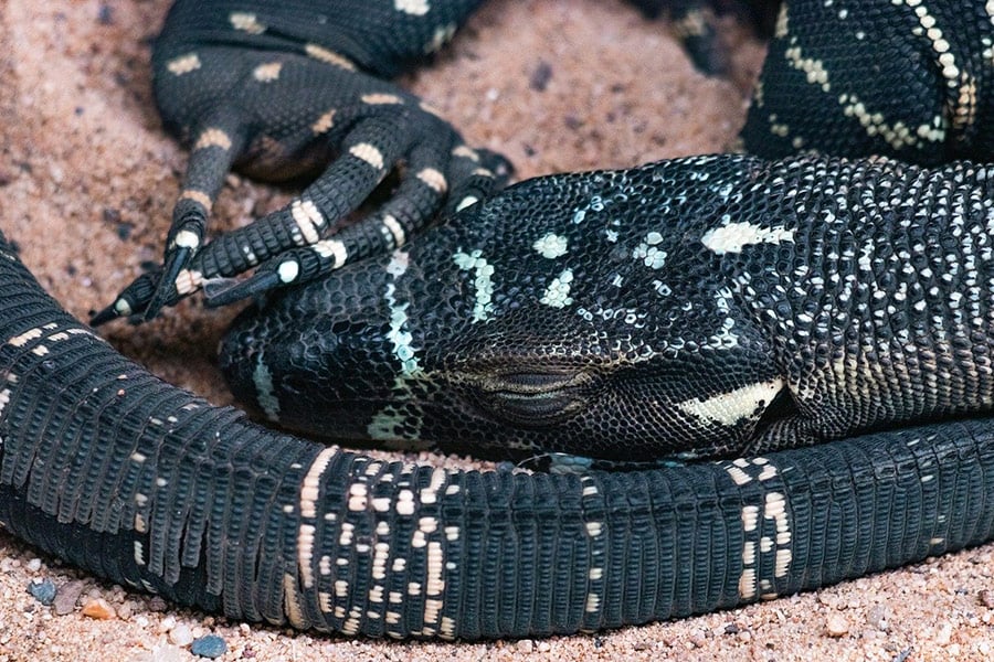 Lace monitor goanna Australia