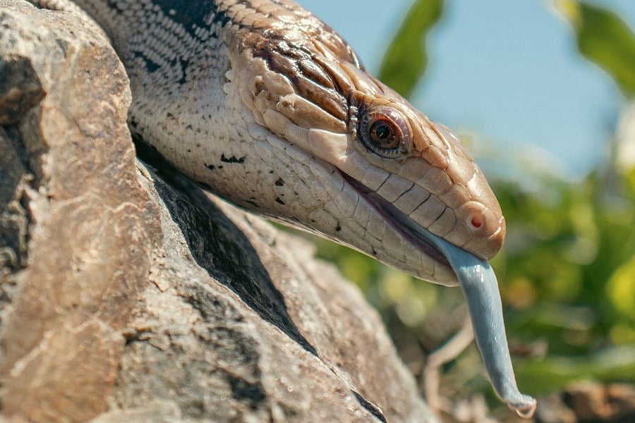 Blue tongue skink lizard