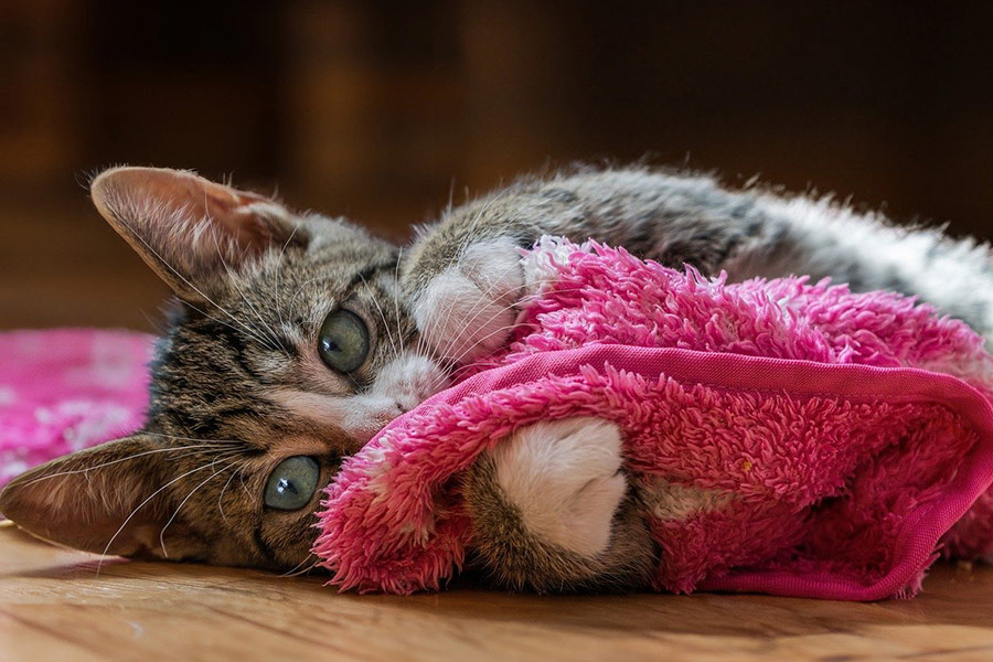 European short hair cat