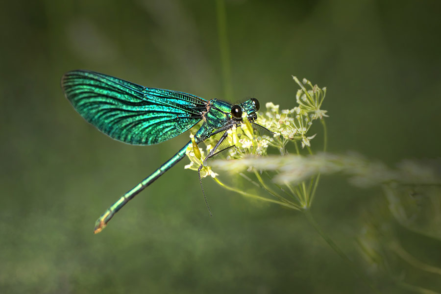 Green dragonfly